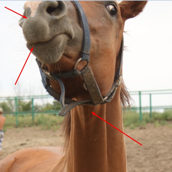 Как сделать фото лошади на паспорт